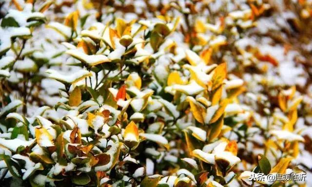 雪后的临沭小城，美得令人窒息