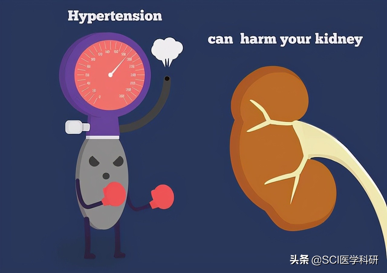 肾介入治疗高血压,肾脏引起高血压药方