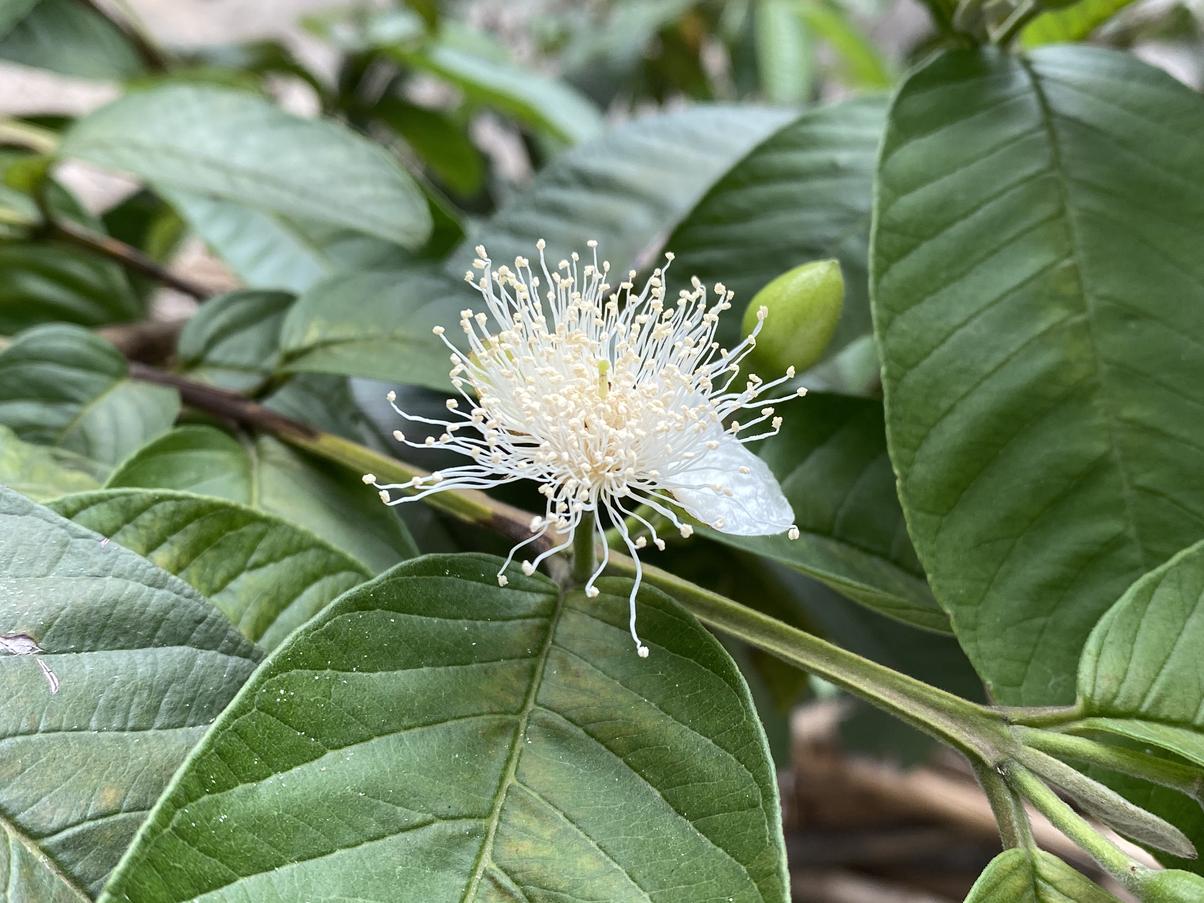 番石榴蓟马怎么治,石榴花期如何防治蓟马
