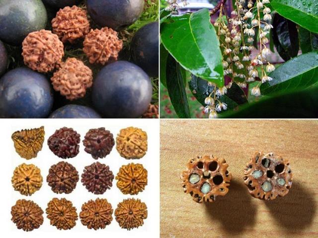 菩提子为什么是有香味儿的,你知道菩提子是什么吗