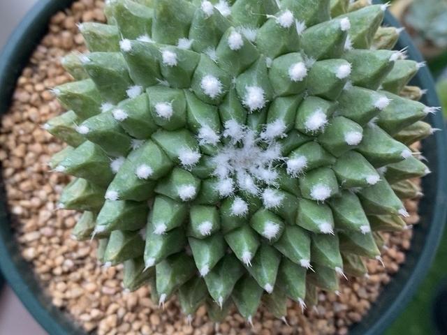 春季开花的仙人球迎春,夏季也很美,一簇簇绒毛就像雪花一样漂亮