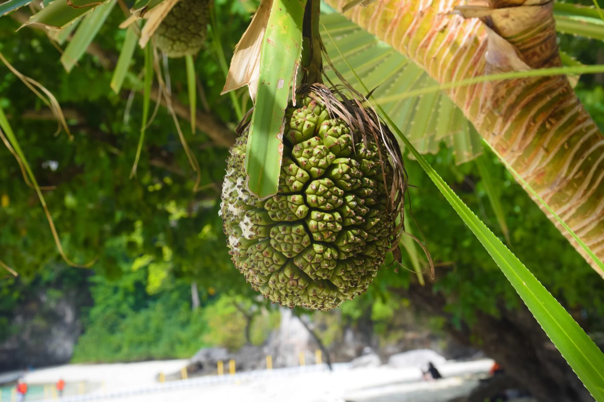 马绍尔群岛比基尼岛,马绍尔群岛比基尼环礁