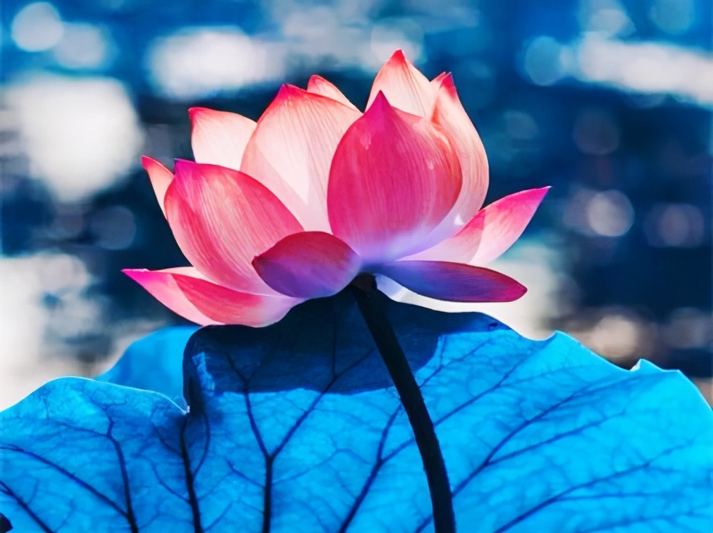 心直口快为什么没人缘,心直口快原来是一种愚蠢