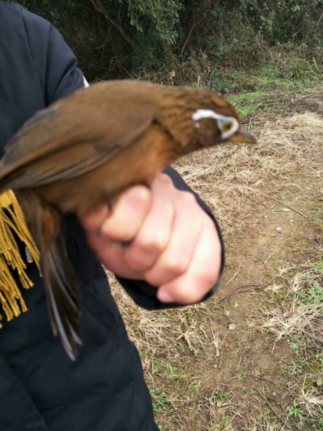 怎样识别一只画眉鸟的品种,一只好的画眉鸟怎样选图片