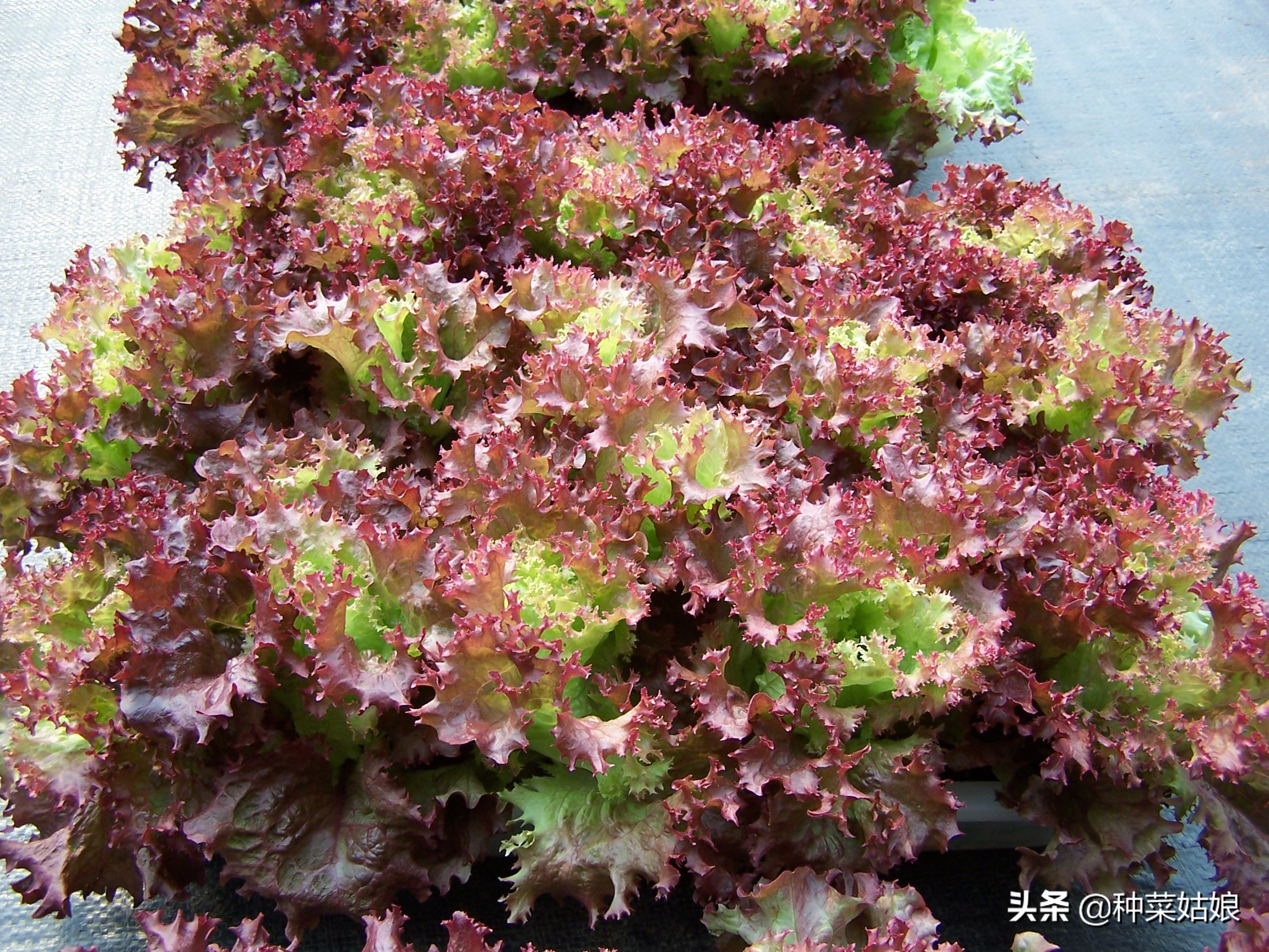 夏天阳台种植蔬菜排行榜前十名,阳台种植蔬菜的技巧和方法视频