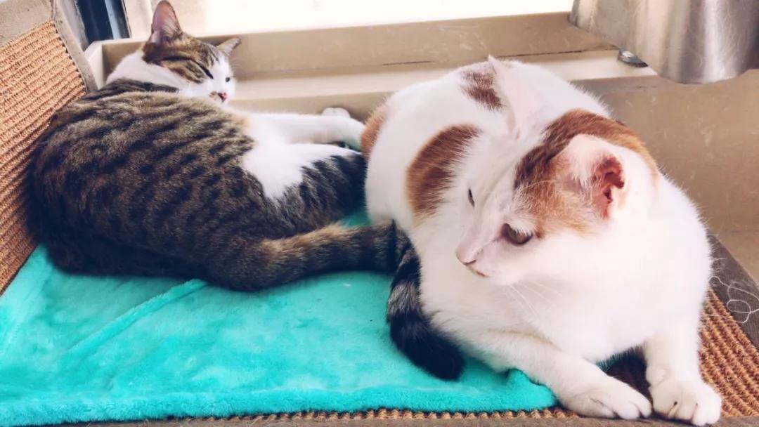 怎样写一份完美的养猫手册,新手养猫手册怎么写