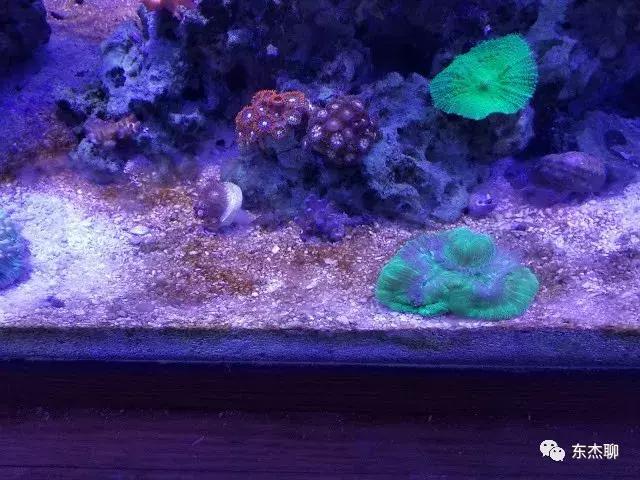 海缸的丝藻是褐色的,海缸控磷