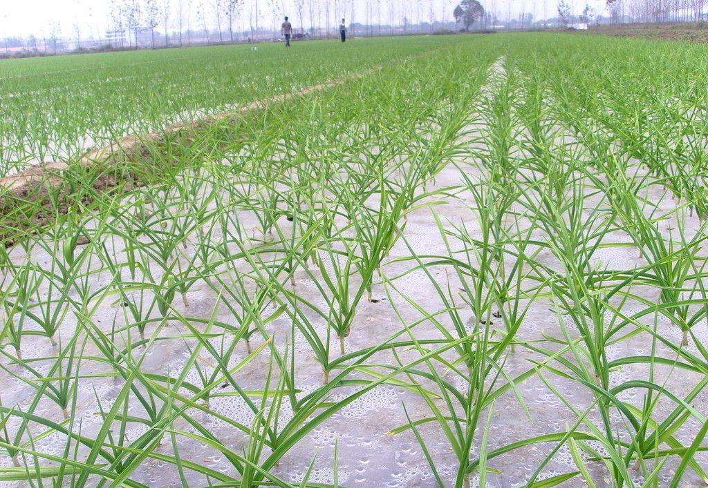 大蒜有黄叶病怎么防治,大蒜出现黄叶是什么病如何治疗