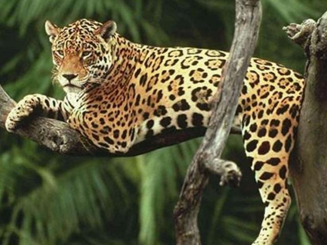 亚马逊雨林是世界上最大的雨林,亚马逊热带雨林最大的生物