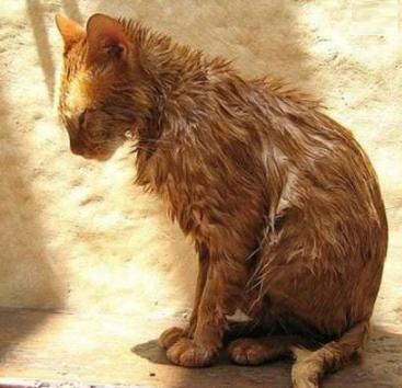 猫咪得跳蚤了该怎么治疗，有什么好方法去除？