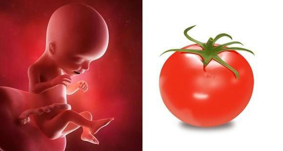 胎儿14个月的10张图片,胎儿1-40周水果对比图