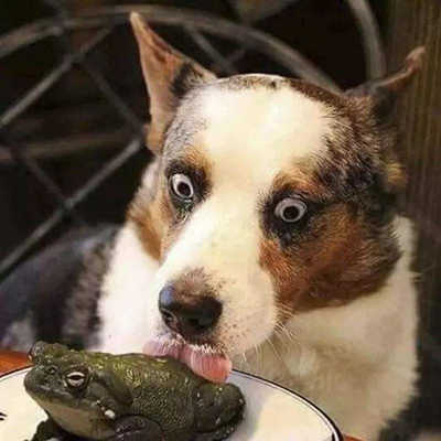 能致幻的都是有毒的吗,现在市面上还有致幻的东西吗