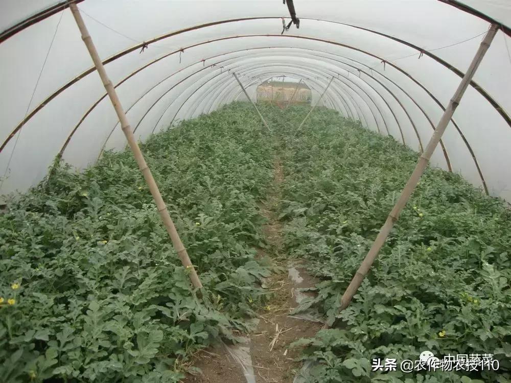 西瓜栽培技术有哪些,西瓜栽培技术全面的文字解释