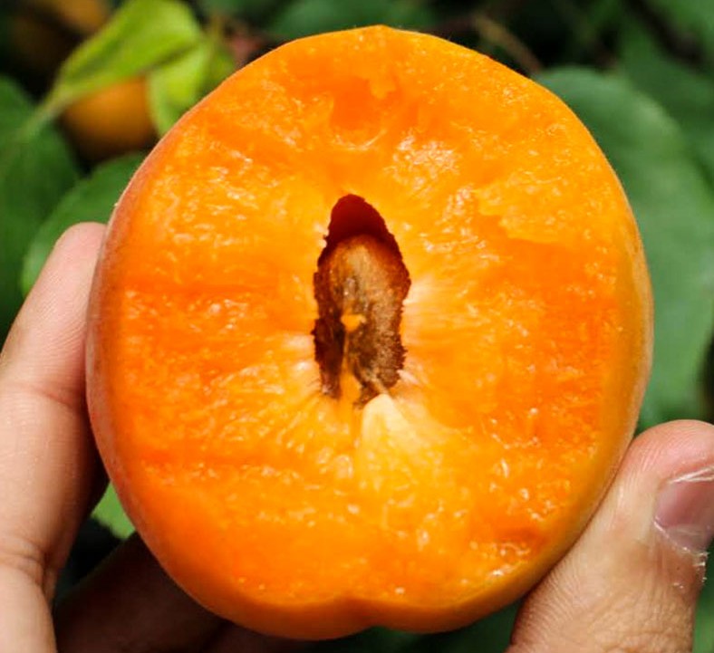 6月吃什么水果是应季水果,6月份最好吃的水果推荐