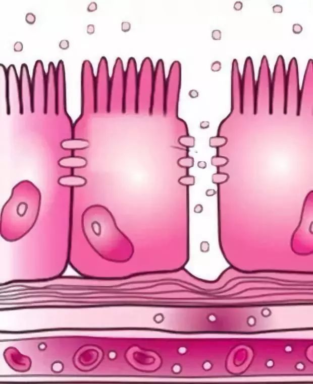 消化系统的健康保护,消化系统免疫系统还有啥