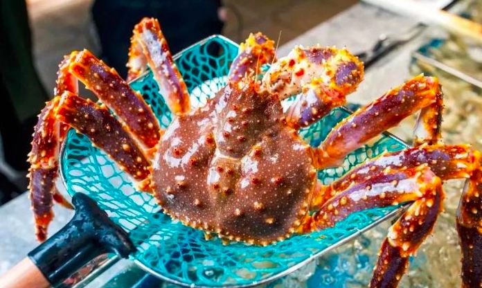 就任性一回什么意思,天津13元自助餐推荐