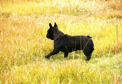 在宠物医院检查犬瘟没什么症状,幼犬初期犬瘟热在家怎么治疗
