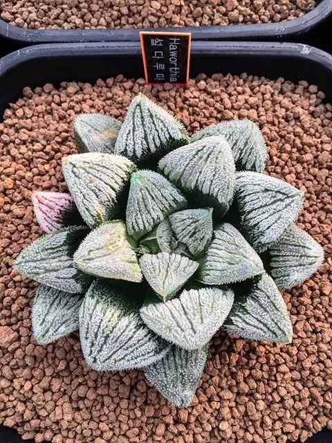 水晶的多肉植物有哪些品种,像水晶的多肉植物图片