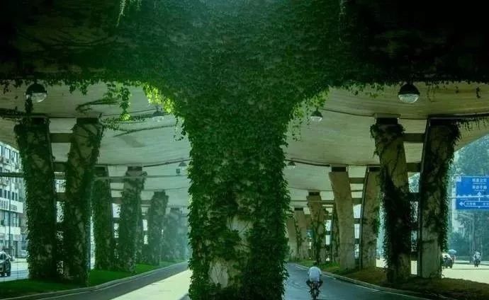 成都二环绿化,成都二环绿植视频