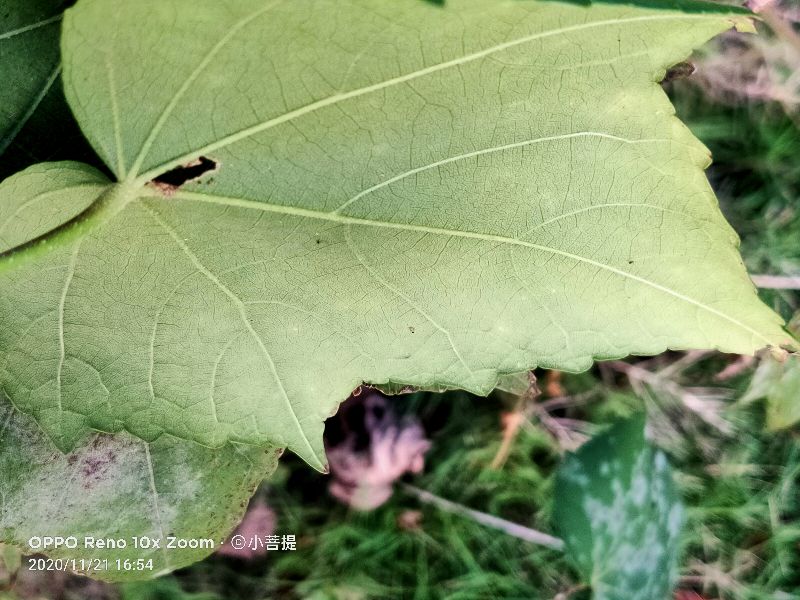 这种花通常用来比作美丽的女子，有人拿来做药，还有人当野菜吃