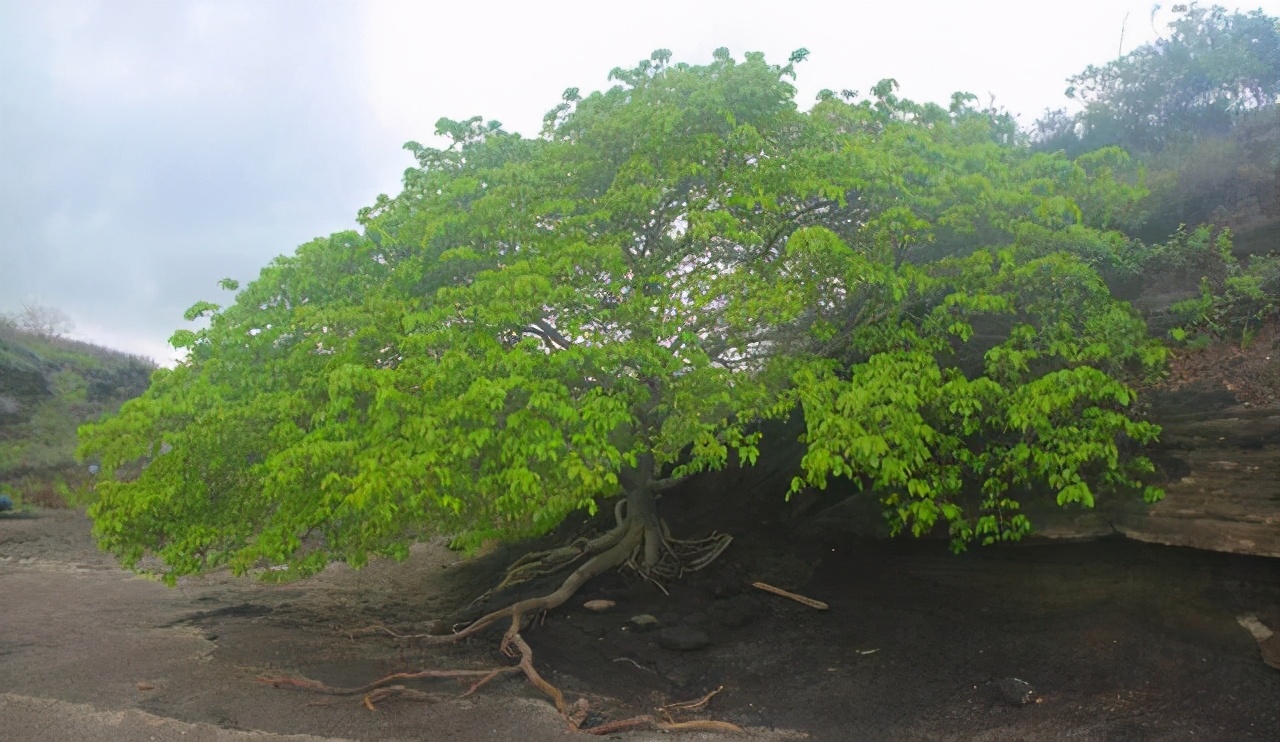 一个“小苹果”竟然能够毒死很多人，就连树下躲雨都能中毒