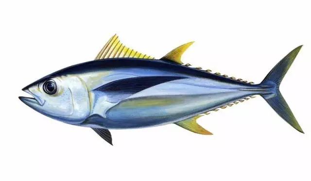 欧洲超市的鱼是活的吗,欧洲超市常见海鲜