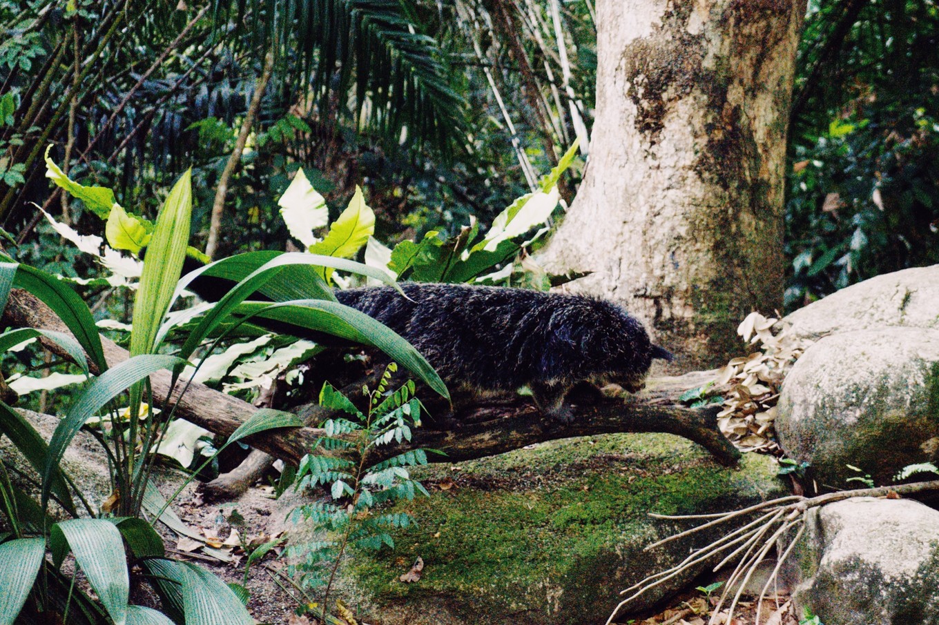 中国蝙蝠动物园,中国有蝙蝠的动物园
