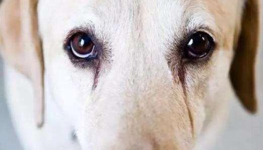 消除狗狗泪痕的维生素,狗狗泪痕日常去除最快最有效