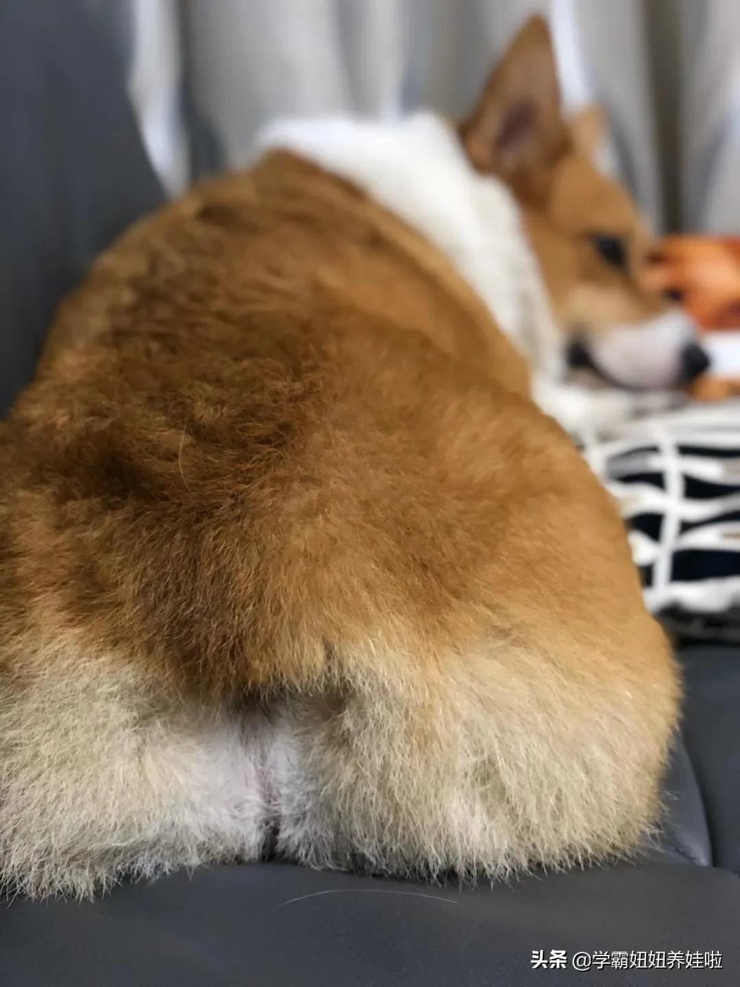 孕妇几个月就不怕得弓形虫了,孕期养宠物要做几次弓形虫检查