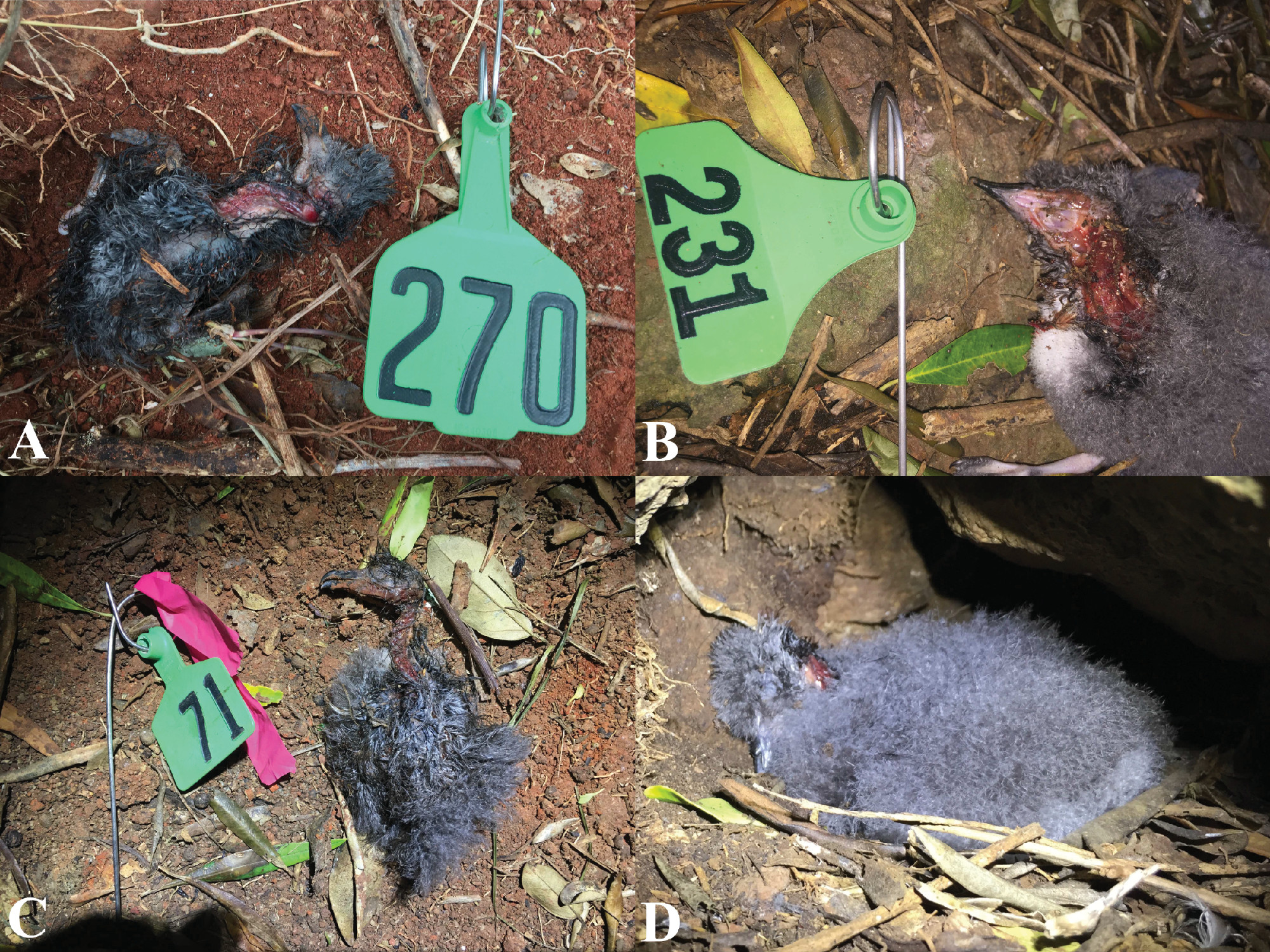 菲利普岛巨型蜈蚣吃海鸟,这六只巨型蜈蚣你觉得哪个更厉害