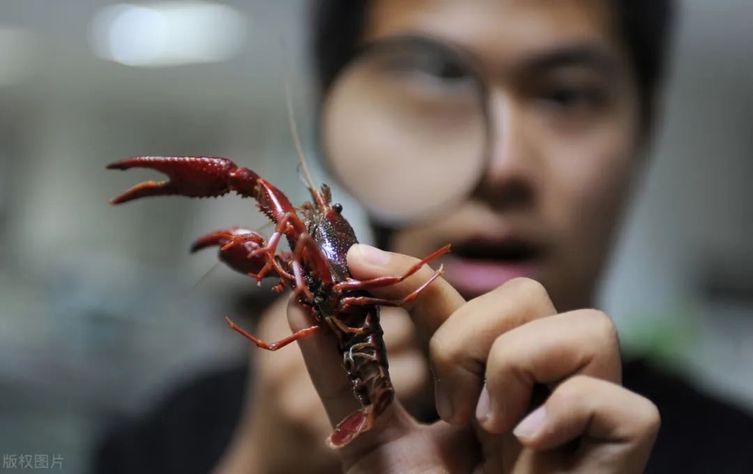 得了肛周脓肿可以吃小龙虾吗,肛周脓肿刚好可以吃小龙虾不