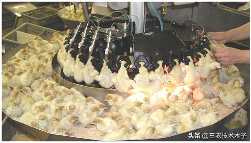 养鸡为什么要剪嘴,养鸡最忌讳的三种鸡是什么