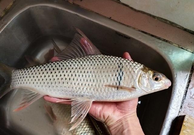 狂拉爆护钓鱼技巧,黑坑狂拉土鲮图片