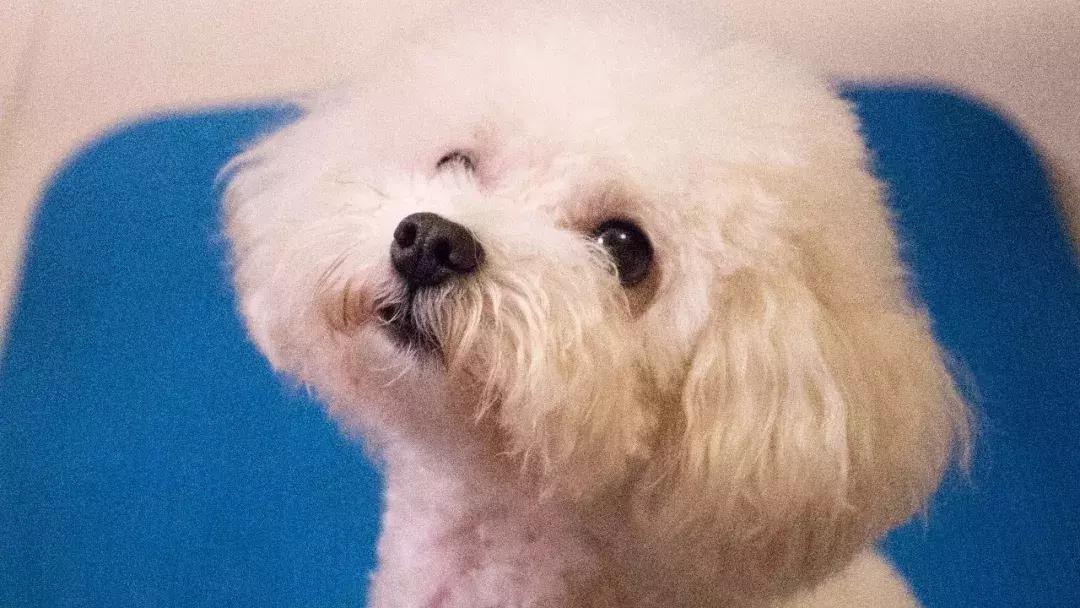 养狗预防老年抑郁症,养狗治抑郁症最好的药方