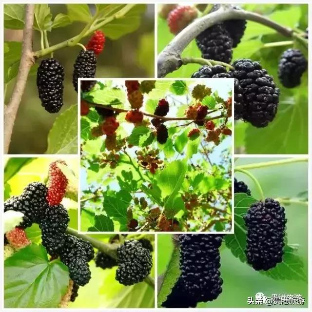 贵港周边哪里有摘桑葚,贵港附近桑葚园在哪里