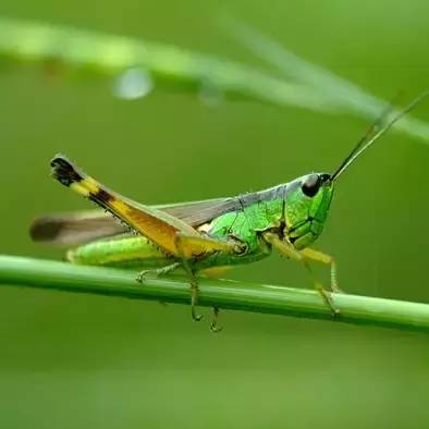 杀虫剂如何防治病虫害,金叶榆树虫害用什么杀虫剂防治好