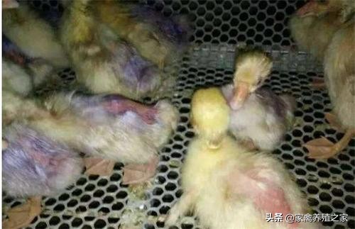 鹅啄毛有什么好办法,鹅老是啄翅膀固定的一片怎么回事
