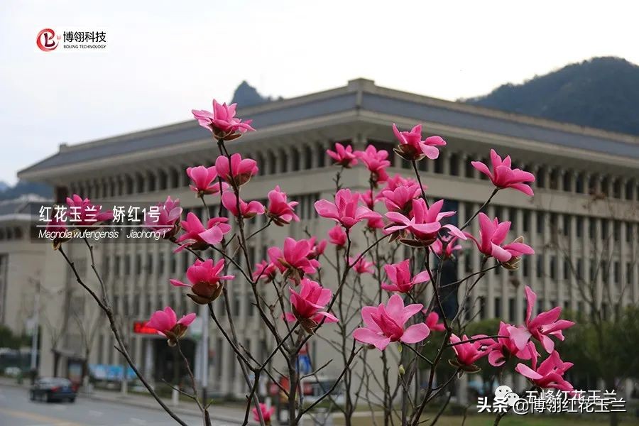 娇红一号玉兰真假识别,娇红一号玉兰和黄鸟玉兰区别