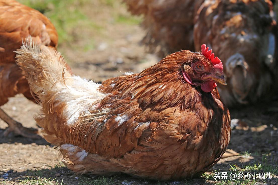 母鸡不下蛋的小窍门图片,一年多的母鸡不下蛋有什么办法吗