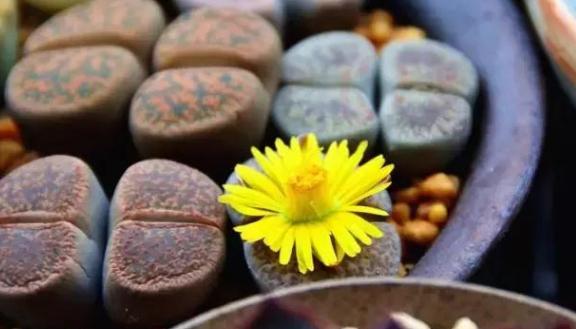 生石花怎么养得越来越大,生石花在室内怎么养