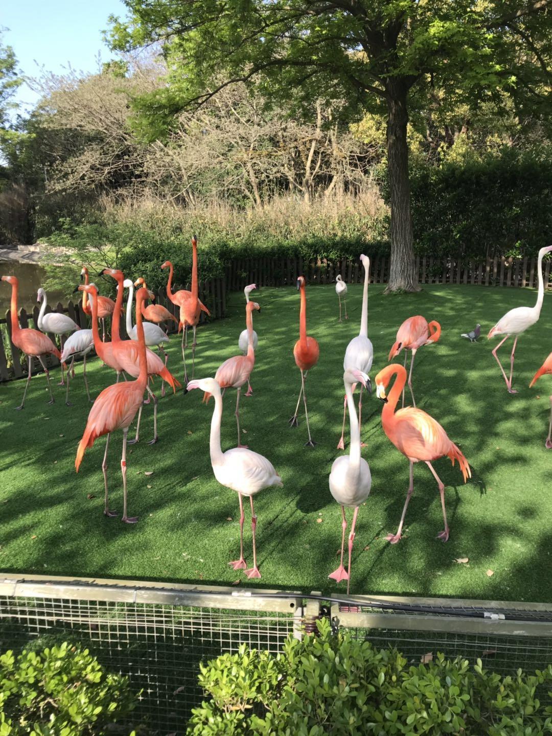 上海野生动物园太阳广场节目安排,上海野生动物园建议游玩时间