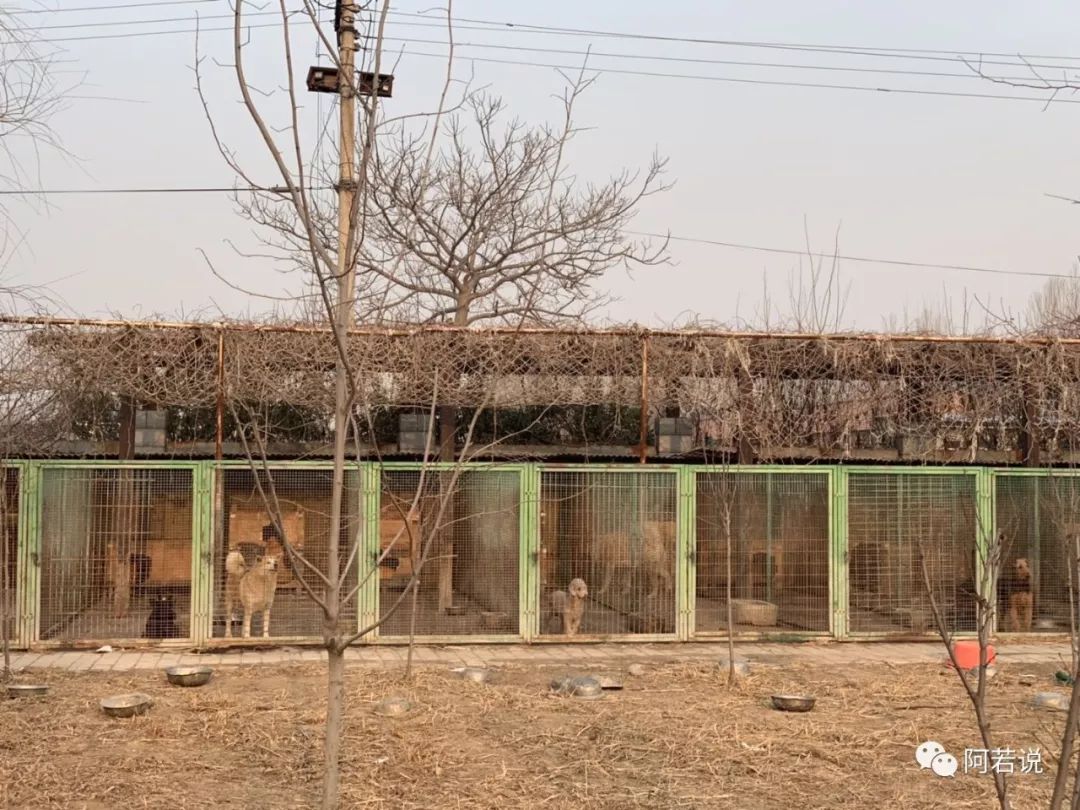 揭秘非法贩猫产业链,揭秘行业秘密