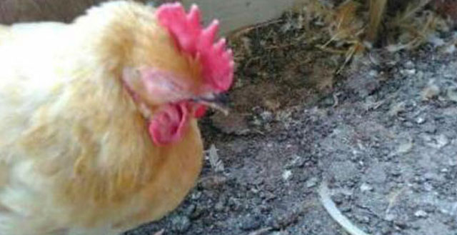 养的鸡头肿大用什么药治疗,鸡头肿是什么病怎么治