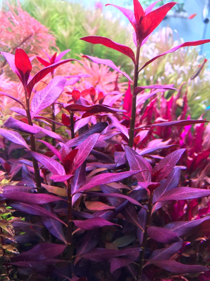 没有灯的鱼缸可以养水草吗,水草缸造景可以不用灯吗