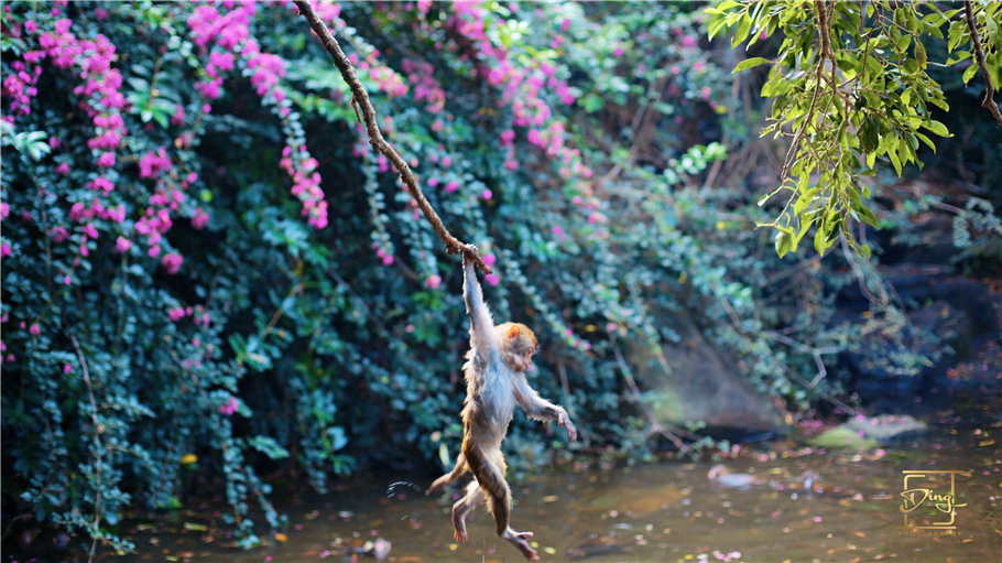 陵水猴岛与呆呆岛之旅,三亚猴岛呆呆岛有必要去吗