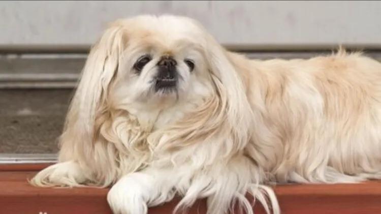 京巴犬为什么是土狗,京巴犬为什么现在没人养了