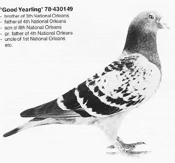 赛鸽要什么样的鸽子才好,养鸽子选什么品种的鸽子最好