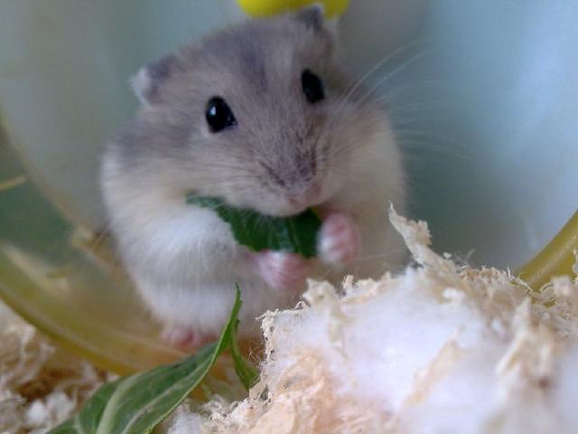 新手养仓鼠的仓鼠木屑怎么选择,养仓鼠的小知识学生