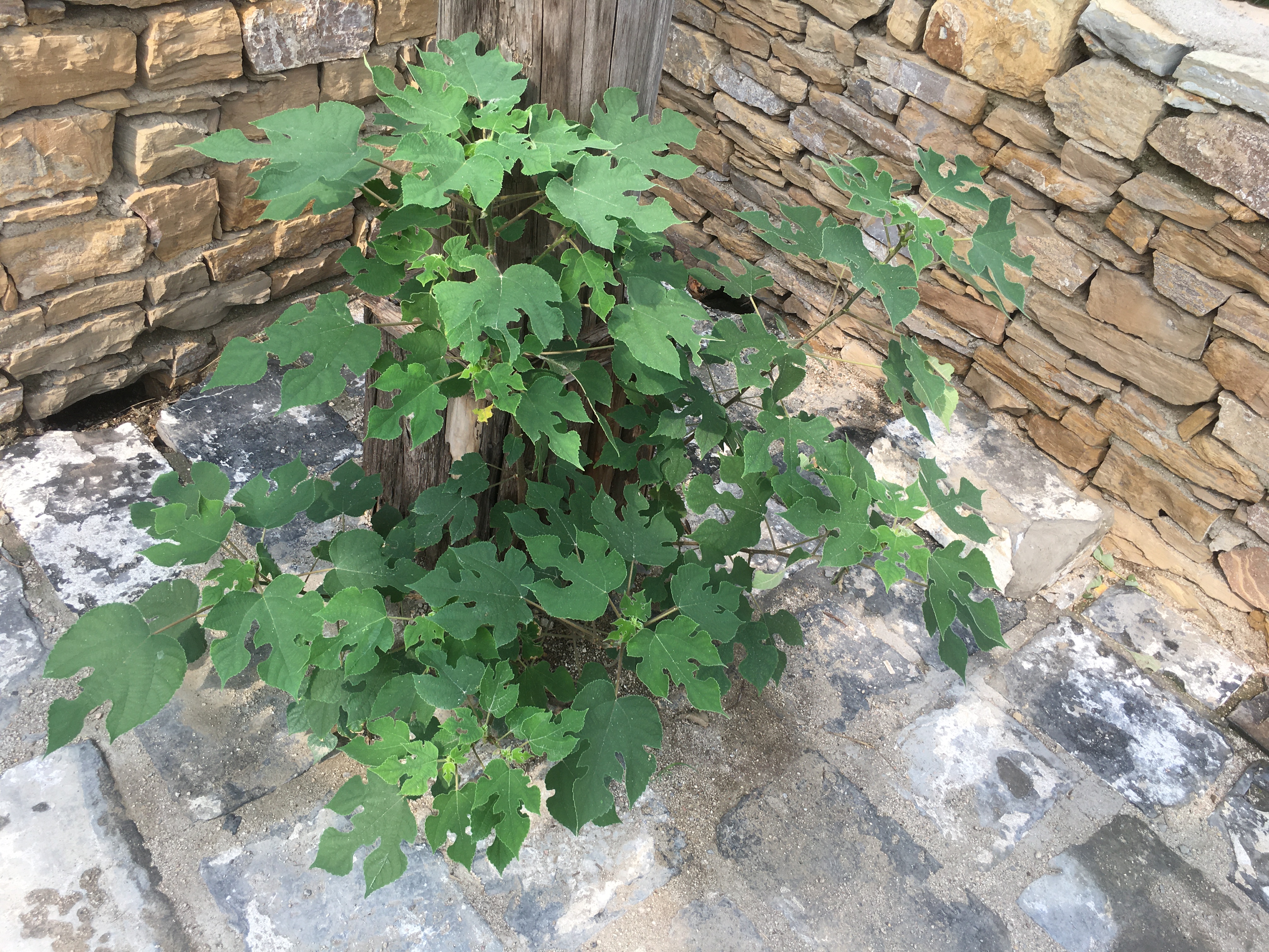 为什么那种高楼层的水泥地会长草？这些草是怎么来的？