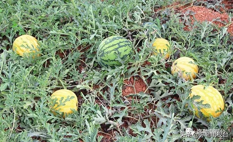 弥勒千亩西瓜熟了！黄心瓜、红心瓜、小香瓜…你喜欢哪种？